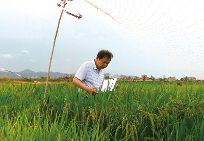 长沙县优质稻育种专家童泽霞16年选育出新品种“星2号”