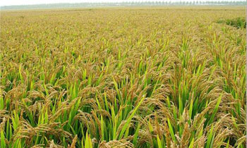 袁隆平：海水稻亩产300公斤农民才愿种