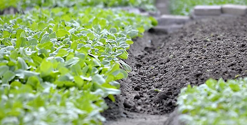 蔬菜育苗种植是如何防异常？