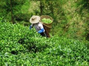 君山银针茶全面开采啦 比往年提前3-5天