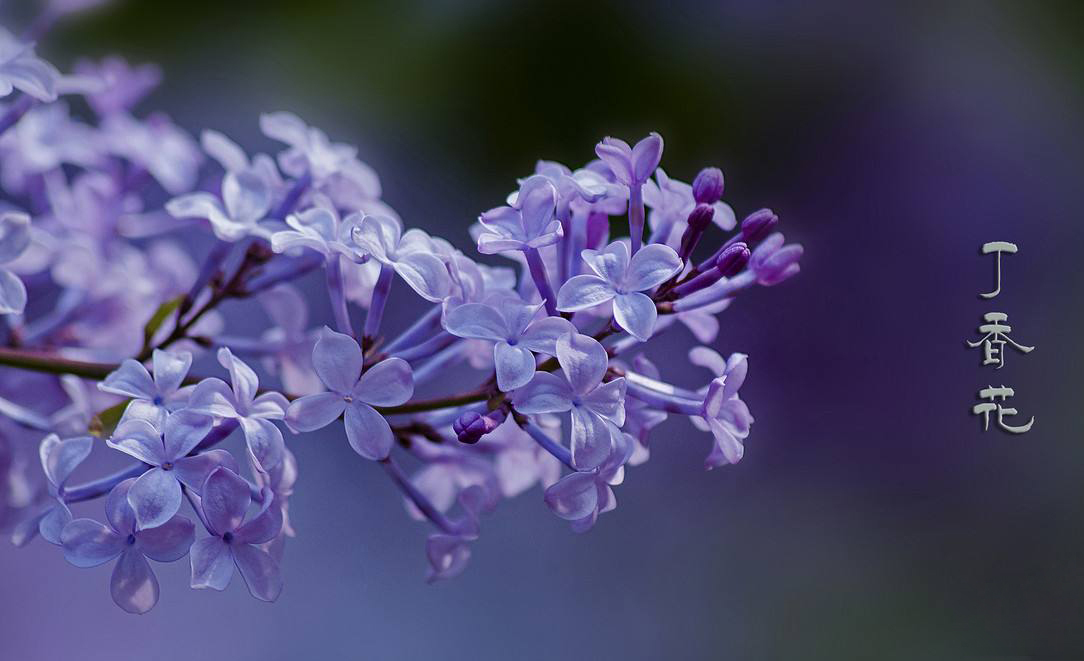 唐磊《丁香花》:背后的感人故事