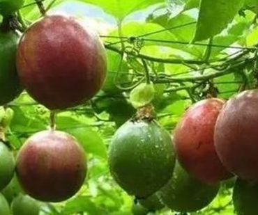 百香果什么时候种植好?百香果的种植时间和技