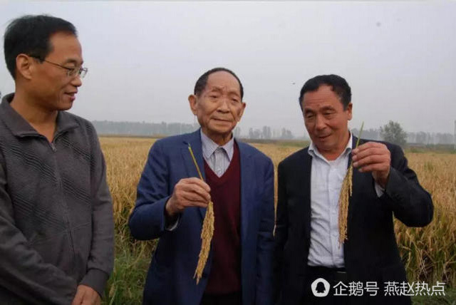 袁隆平“超级稻”在邯郸创世界纪录