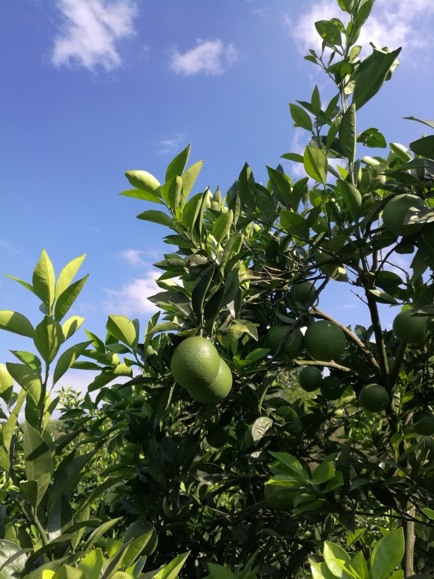 中国脐橙之乡,生态农产品脐橙的功效与作用。