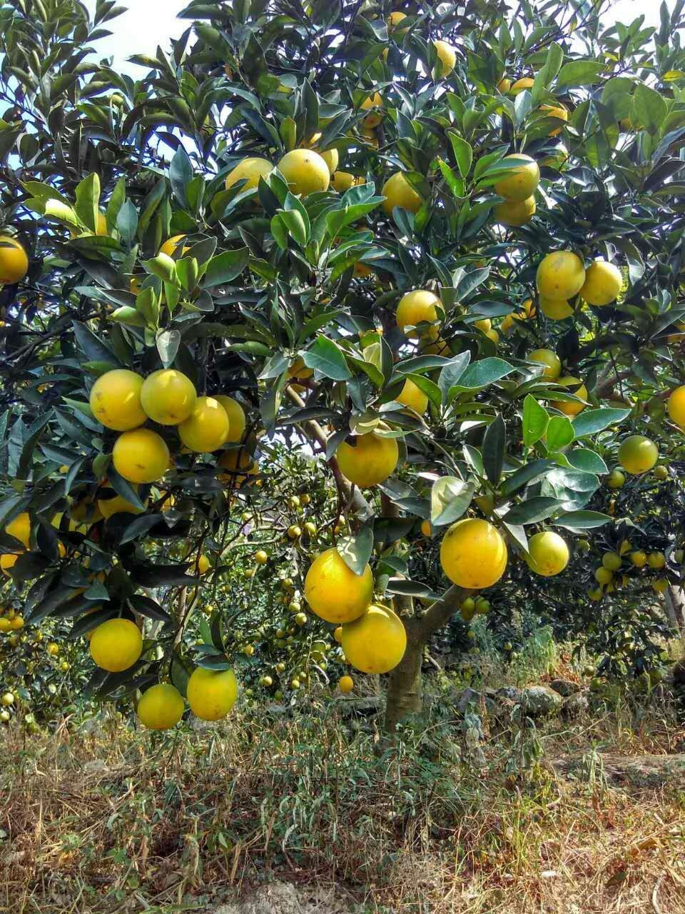 中国脐橙之乡,生态农产品脐橙的功效与作用。