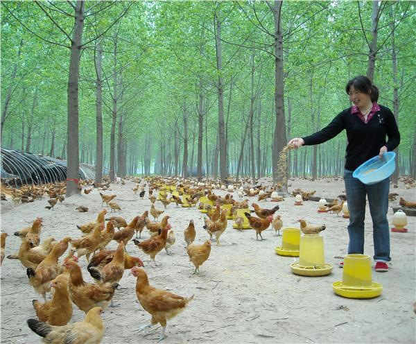 黔西市雨朵镇：院子饲养助增收