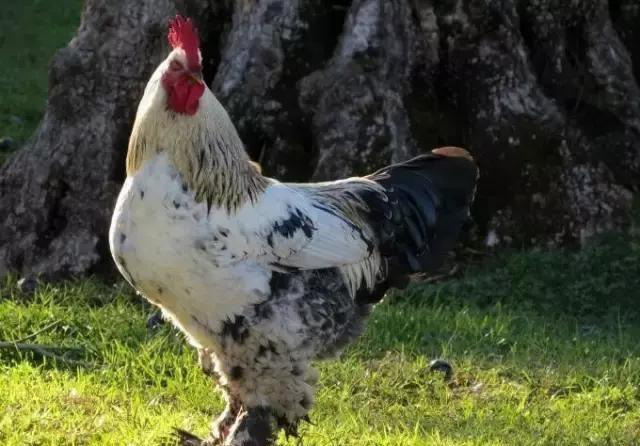 养鸡:国外巨型鸡种婆罗门鸡,因体型太大被称为“家禽之王”!